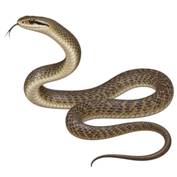 Common Rat Snake (Ptyas mucosa) thumbnail image on AnimalDex