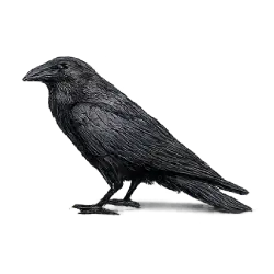 Common Raven (Corvus corax) featured animal image on AnimalDex