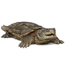 Common Snapping Turtle (Chelydra serpentina) featured animal image on AnimalDex