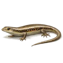 Common Sun Skink (Eutropis multifasciata) thumbnail image on AnimalDex
