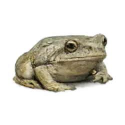 Common Tree Frog (Hyla arborea) featured animal image on AnimalDex