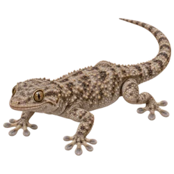 Common Wall Gecko (Tarentola mauritanica) thumbnail image on AnimalDex