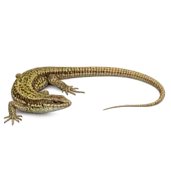 Common Wall Lizard