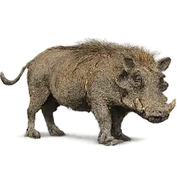 Common Warthog (Phacochoerus africanus) featured animal image on AnimalDex