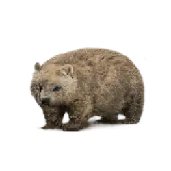 Common Wombat animal lesson image on AnimalDex
