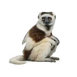 Coquerel's Sifaka (Propithecus coquereli) featured animal image on AnimalDex