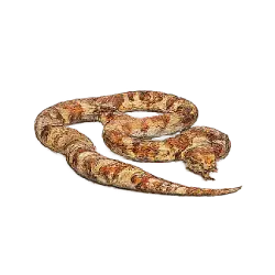 Corn Snake (Pantherophis guttatus) thumbnail image on AnimalDex