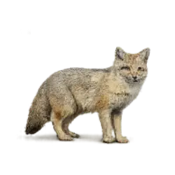 Corsac Fox (Vulpes corsac) featured animal image on AnimalDex