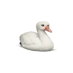 Coscoroba Swan (Coscoroba coscoroba) featured animal image on AnimalDex