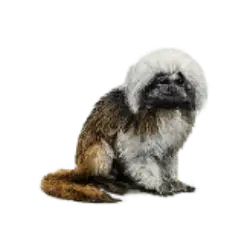 Cotton-top Tamarin (Saguinus oedipus) featured animal image on AnimalDex