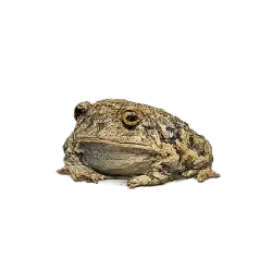 Couch's Spadefoot animal lesson image on AnimalDex