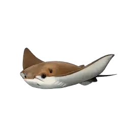 Cownose Ray animal lesson on AnimalDex