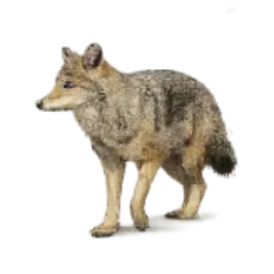 Coyote (Canis latrans) thumbnail image on AnimalDex