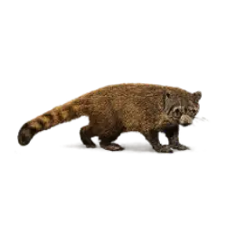 Cozumel Coati animal lesson image on AnimalDex