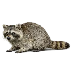 Cozumel Raccoon animal icon