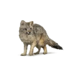 Crab-eating Fox (Cerdocyon thous) featured animal image on AnimalDex