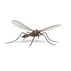 Crane Fly animal lesson image on AnimalDex