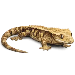 Crested Gecko animal lesson image on AnimalDex
