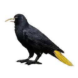 Crested Oropendola (Psarocolius decumanus) featured animal image on AnimalDex