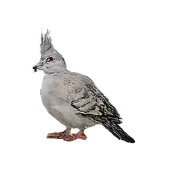 Crested Pigeon (Ocyphaps lophotes) featured animal image on AnimalDex