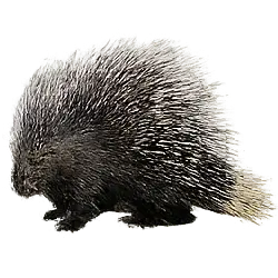 Crested Porcupine (Hystrix cristata) featured animal image on AnimalDex