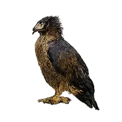 Crested Serpent Eagle (Spilornis cheela) featured animal image on AnimalDex