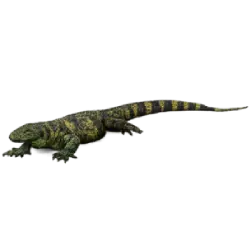 Crocodile Monitor (Varanus salvadorii) featured animal image on AnimalDex