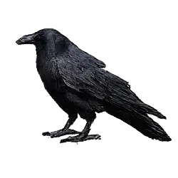 Crow (Corvus spp.) thumbnail image on AnimalDex