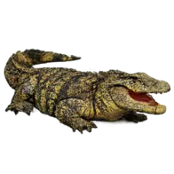 Cuban Crocodile (Crocodylus rhombifer) featured animal image on AnimalDex