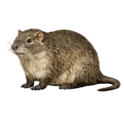 Cuban Hutia animal lesson image on AnimalDex