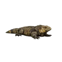 Cuban Rock Iguana (Cyclura nubila) featured animal image on AnimalDex