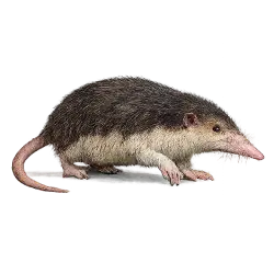 Cuban Solenodon animal lesson image on AnimalDex