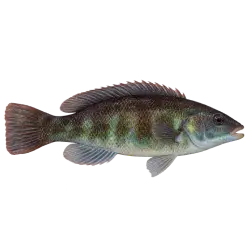 Cunner (Tautogolabrus adspersus) thumbnail image on AnimalDex