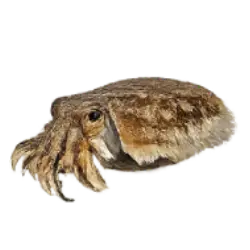 Cuttlefish (Sepiida) thumbnail image on AnimalDex