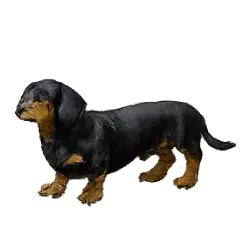 Dachshund animal lesson image on AnimalDex