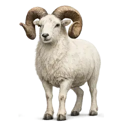 Dall Sheep (Ovis dalli) thumbnail image on AnimalDex