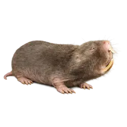 Damaraland Mole-rat animal lesson on AnimalDex