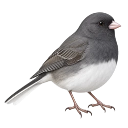 Dark-eyed Junco (Junco hyemalis) thumbnail image on AnimalDex