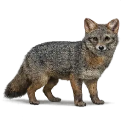 Darwin's Fox animal lesson image on AnimalDex