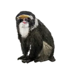 De Brazza's Monkey (Cercopithecus neglectus) featured animal image on AnimalDex