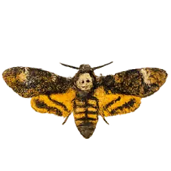 Death's-head Hawkmoth (Acherontia atropos) featured animal image on AnimalDex