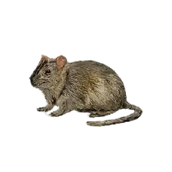 Degu (Octodon degus) featured animal image on AnimalDex