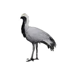 Demoiselle Crane (Anthropoides virgo) thumbnail image on AnimalDex