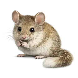 Desert Dormouse animal lesson image on AnimalDex