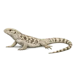Desert Iguana animal lesson image on AnimalDex
