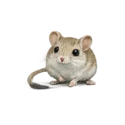 Desert Kangaroo Rat animal lesson image on AnimalDex