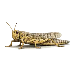 Desert Locust animal lesson image on AnimalDex