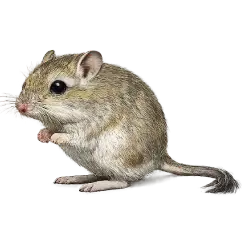Desert Pocket Mouse animal lesson on AnimalDex