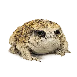 Desert Rain Frog (Breviceps macrops) featured animal image on AnimalDex