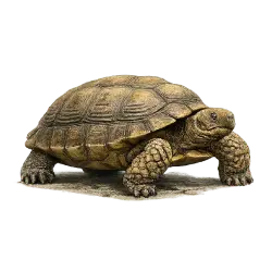 Mojave Desert Tortoise animal lesson image on AnimalDex